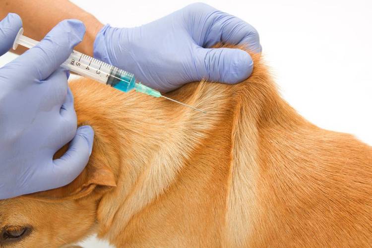 宠物首次疫苗多久打一次?宠物首次疫苗多久打一次比较好!