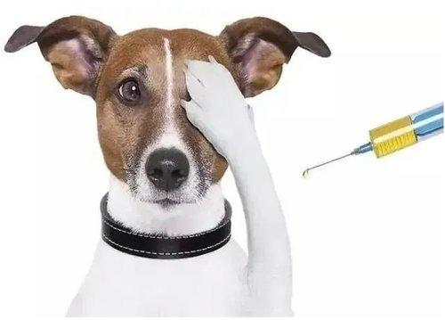 宠物疫苗常温放多久打最好?宠物疫苗常温放多久打最好呢!