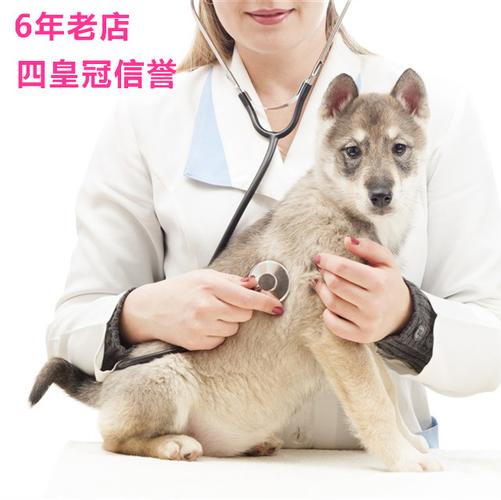 学习多久可以当宠物医生?宠物医生多久能学会!
