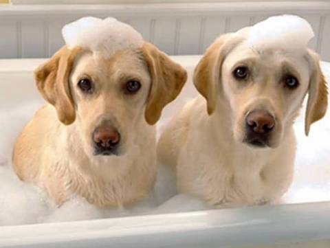宠物狗养多久开始洗澡?宠物狗养多久开始洗澡好!